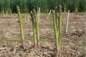 Commercial Asparagus Production